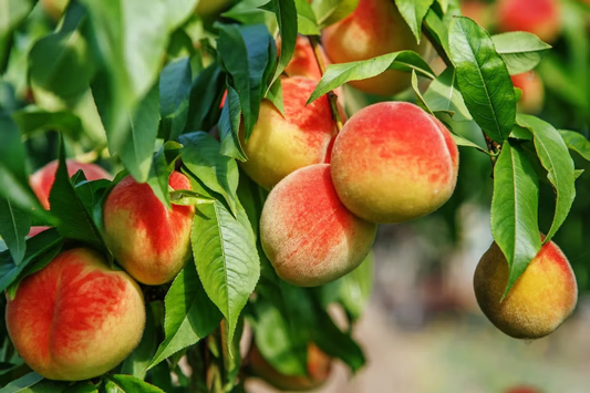 Best Fruit Trees for Pots