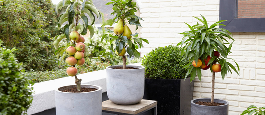 Best Fruit Plants for Balcony Gardening