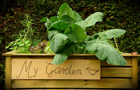 How to Start a Raised Bed Garden