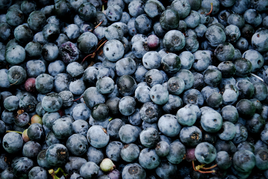 How to Grow Blueberries from Seeds