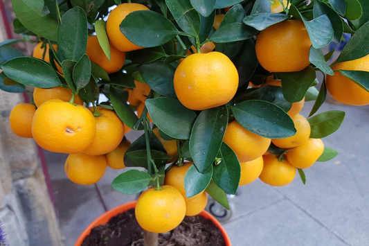 How to Grow Citrus Trees Indoors