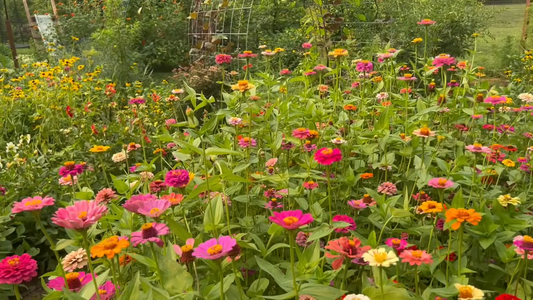 How to Start a Flower Garden