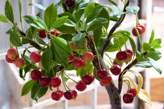 How to Grow Fruit Trees Indoors