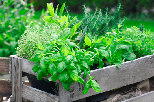 How to Grow Herbs Indoors