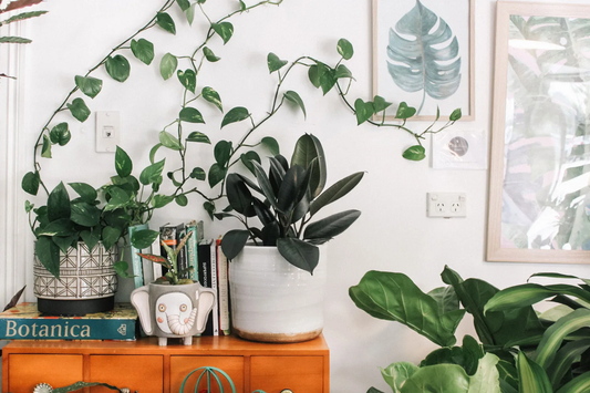 Best Indoor Plants for Clean Air