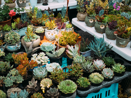 How to Start a Small Plant Nursery