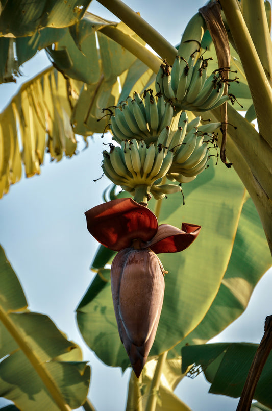 Musa Banana Trees: A Comprehensive Guide to Growing and Caring