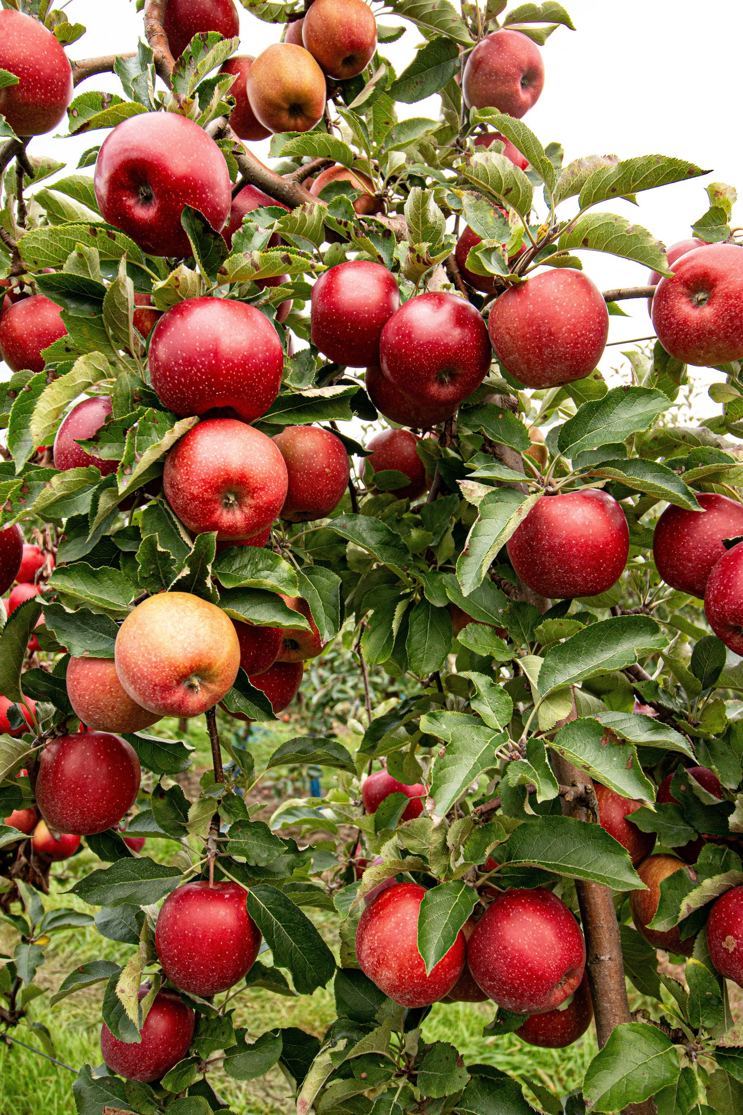 Fruit Trees