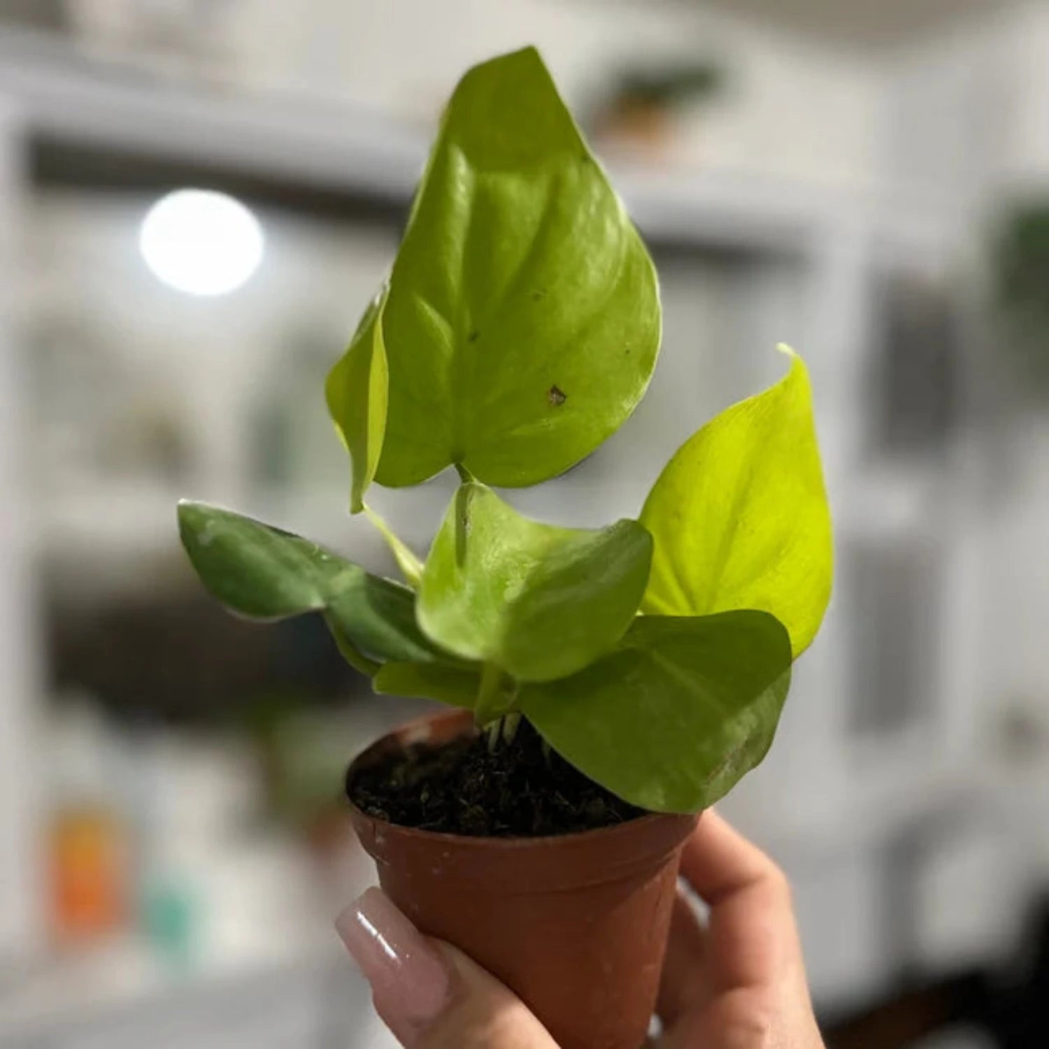 Philodendron Neon Cordatum - 2"