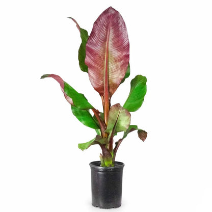 Ensete Maurelii - Red Abyssinian Banana 4-6" tall