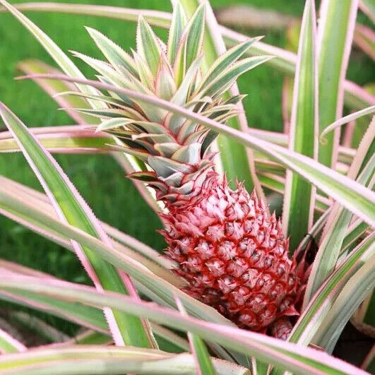 Florida Special Pineapple Plant - 5 Live Starter Plants