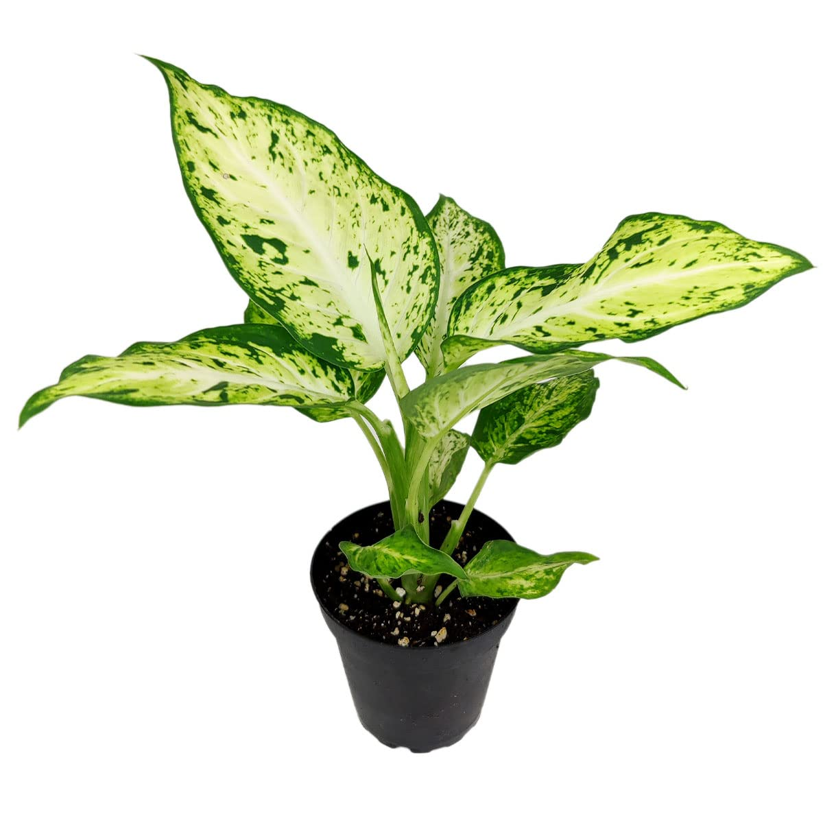 Dieffenbachia Amy - 6''