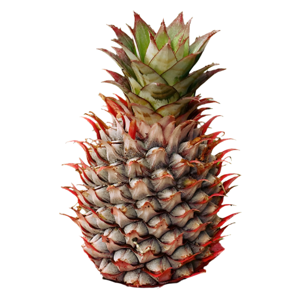 Florida Special Pineapple Plant - 5 Live Starter Plants