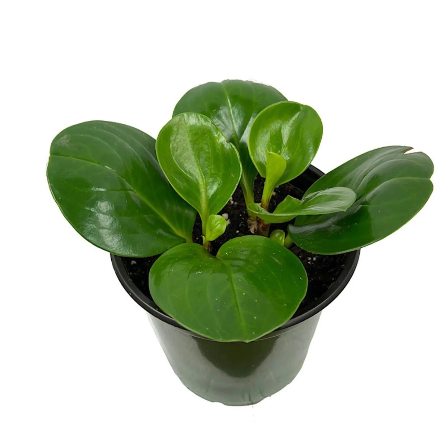 Peperomia Obtusifolia - 4''