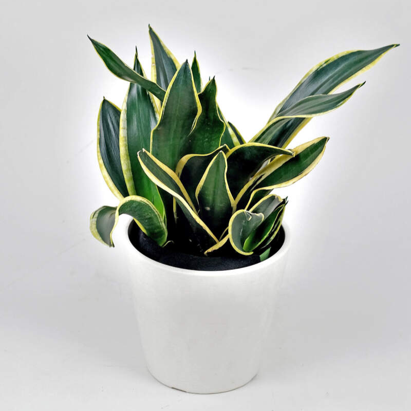 Sansevieria Black Gold - 2"