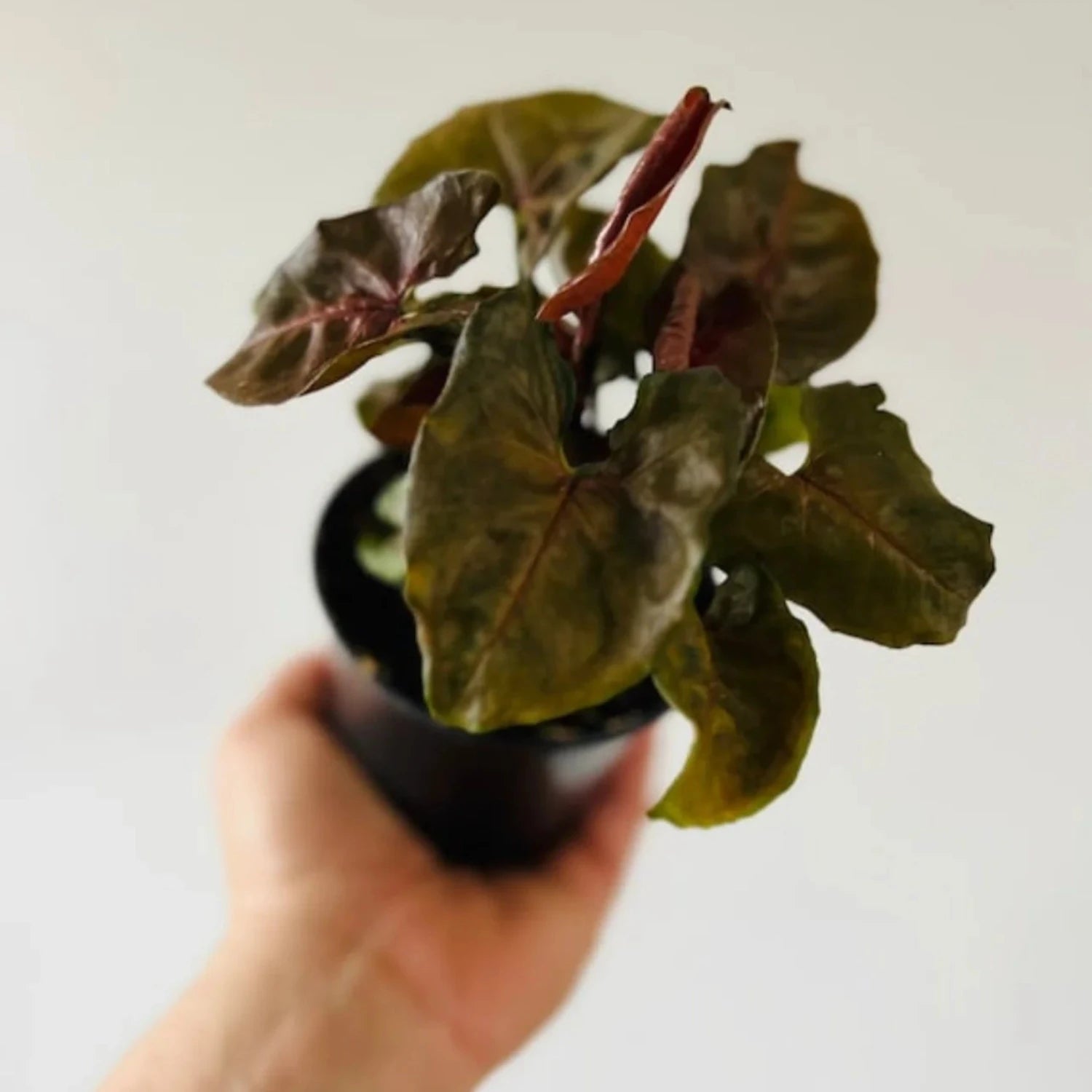 Syngonium Plum Allusion - 4''