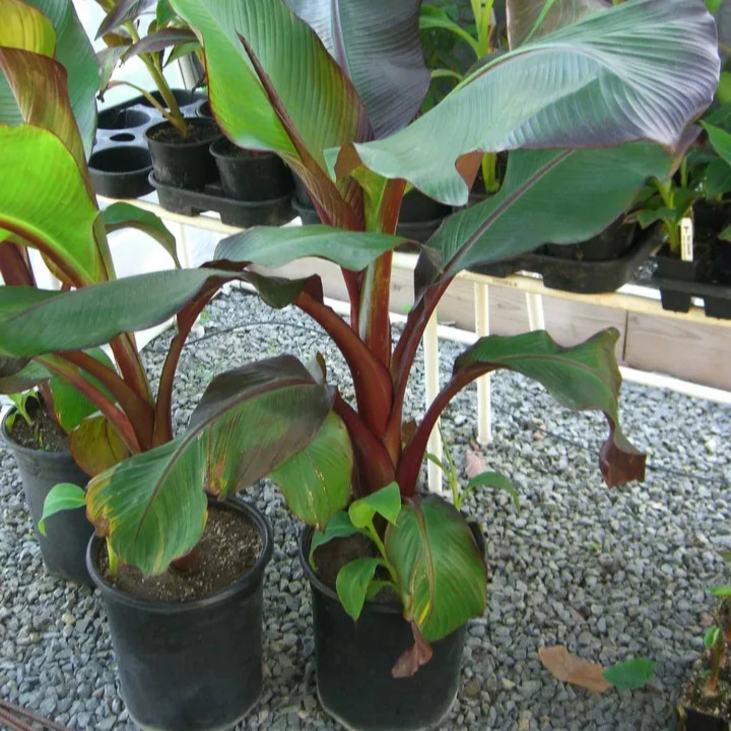 Ensete Maurelii - Red Abyssinian Banana - 24" Tall