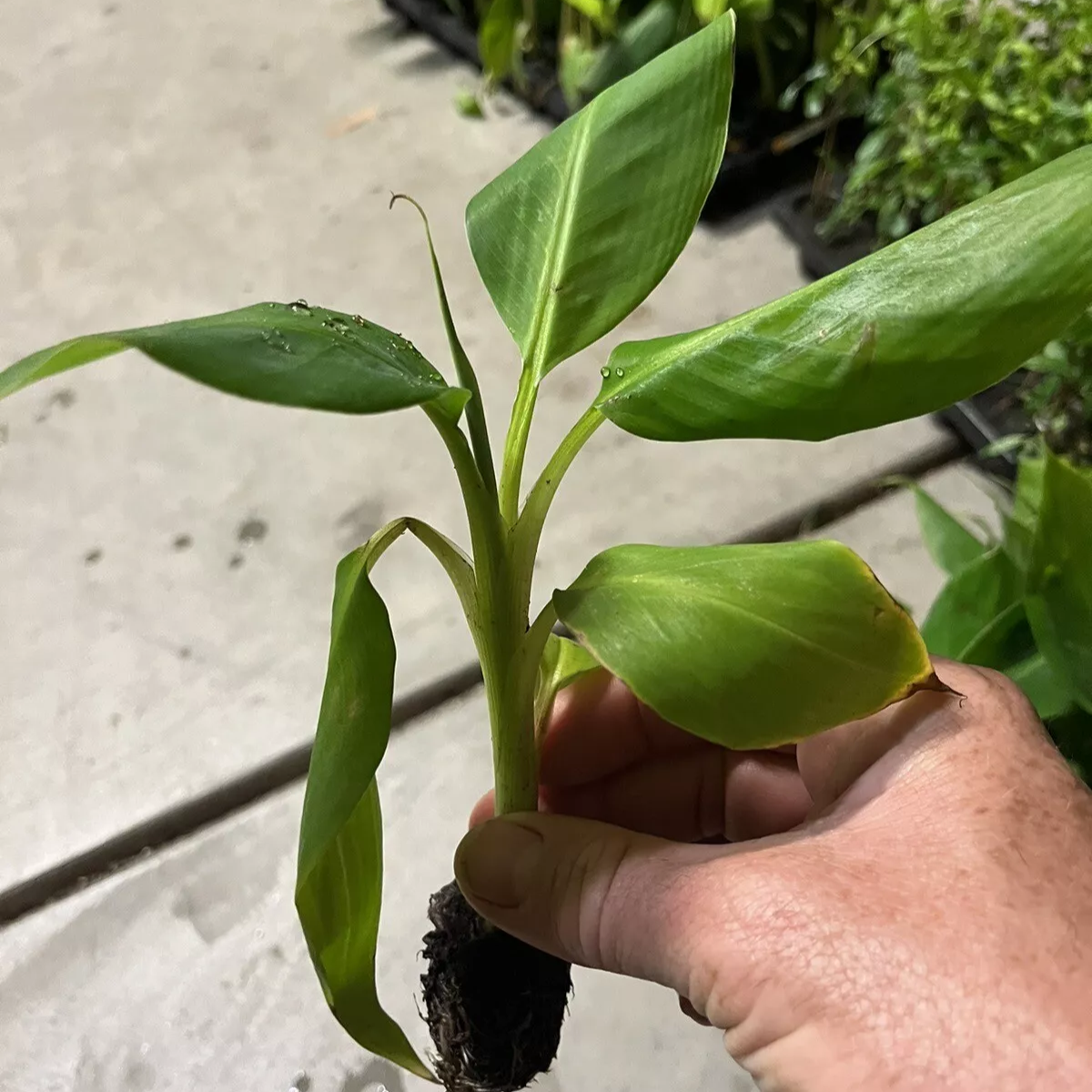 Grand Nain 4 Live Banana Trees