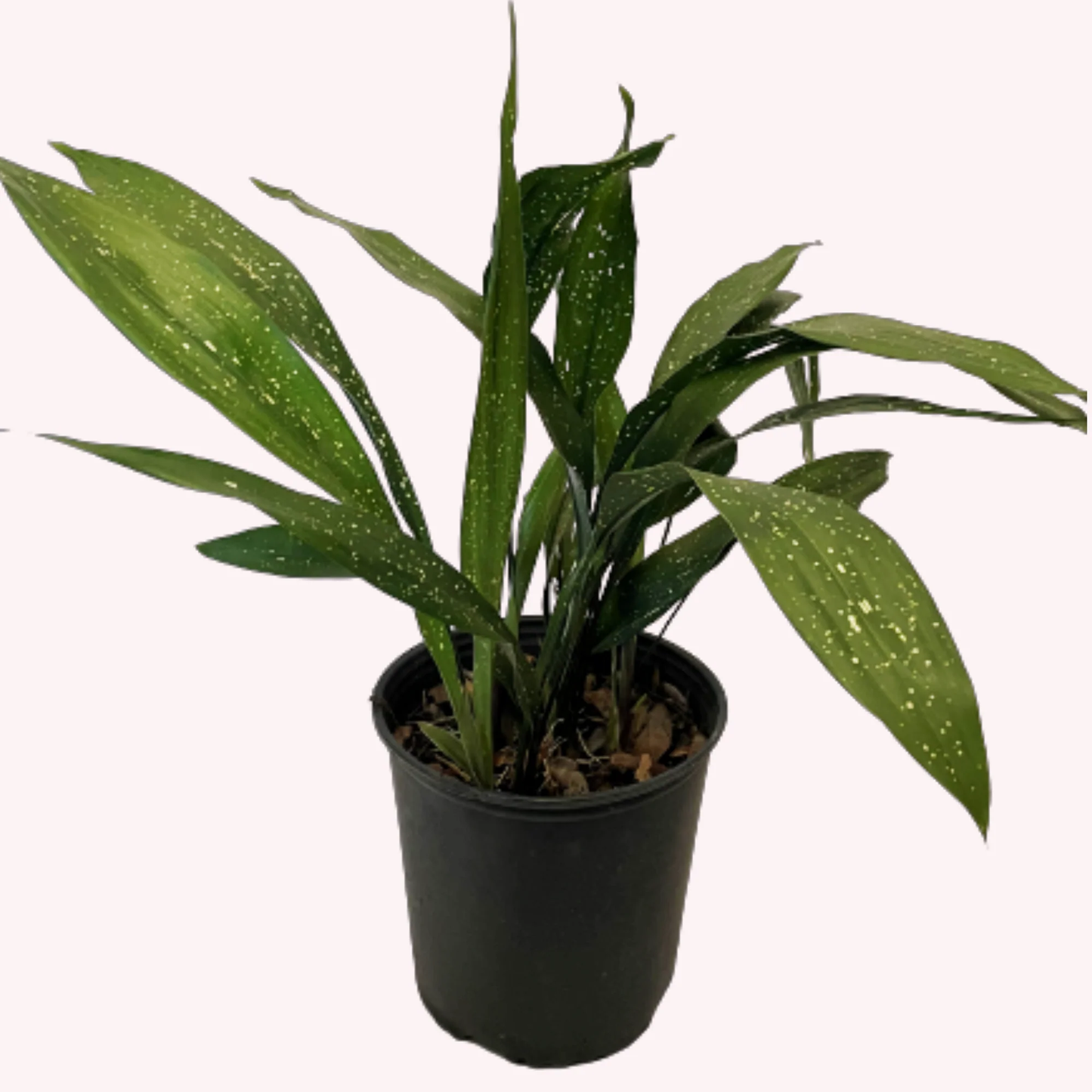 Aspidistra Elatior 'Milky Way' - 2"