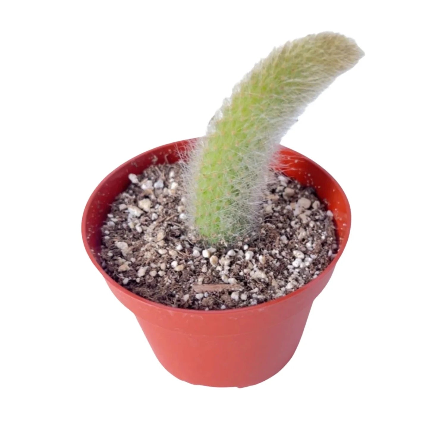 Hildewintera Colademononis Monkey Tail Cactus (one tail)- 4''