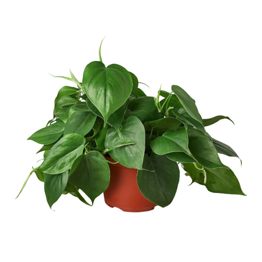 Philodendron Cordatum - 6"