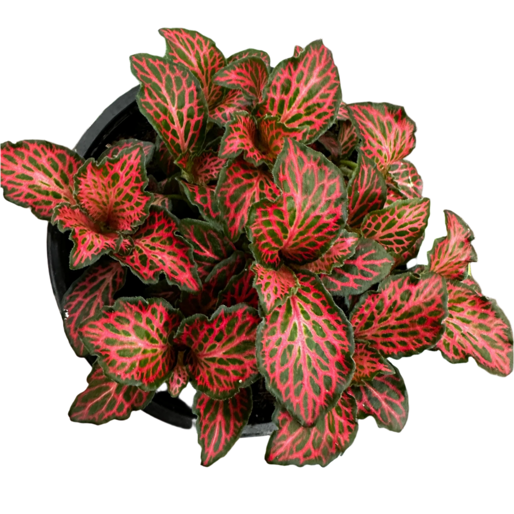 Red Fittonia - 4"