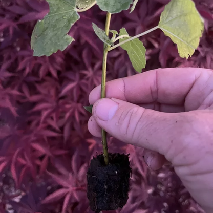 Fig Tree "Chicago Hardy" 2 starter plants