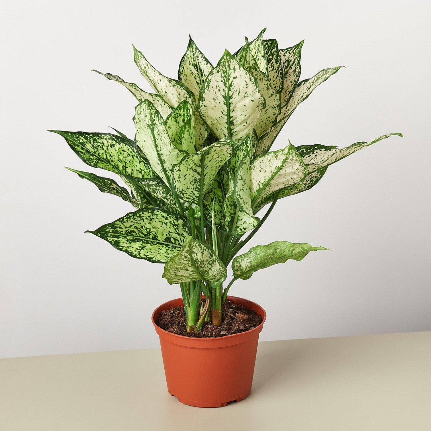 First Diamond Aglaonema - 4"