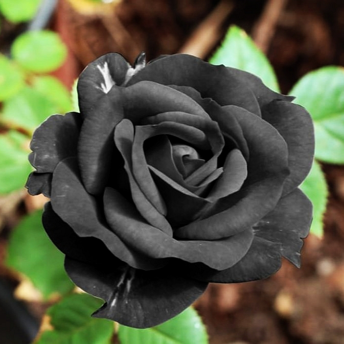 Black Halfeti Flowers Rose Seeds