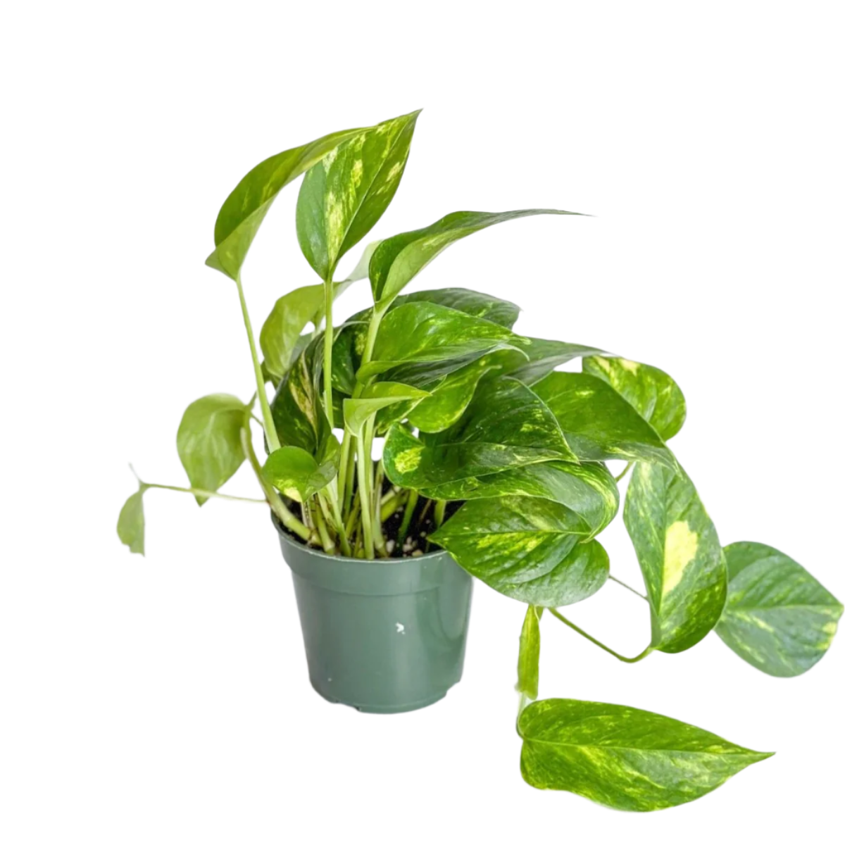 Golden Pothos (Epipremnum Aureum) - 4''