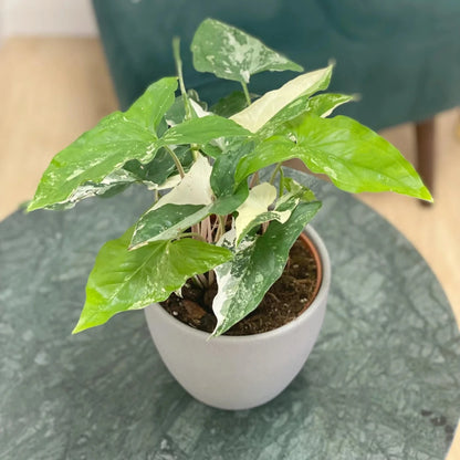 Syngonium Podophyllum Albo-Variegatum-2''