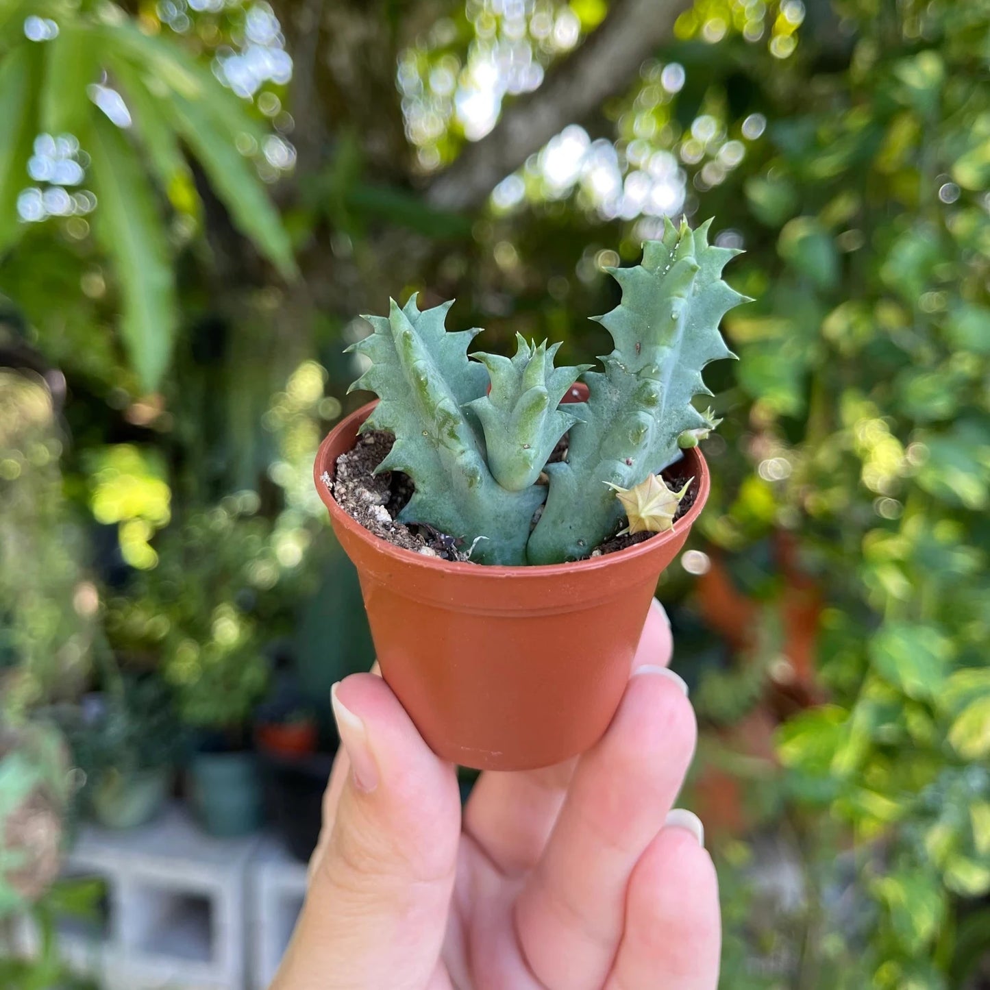 Life Saver Huernia Cactus - 3''