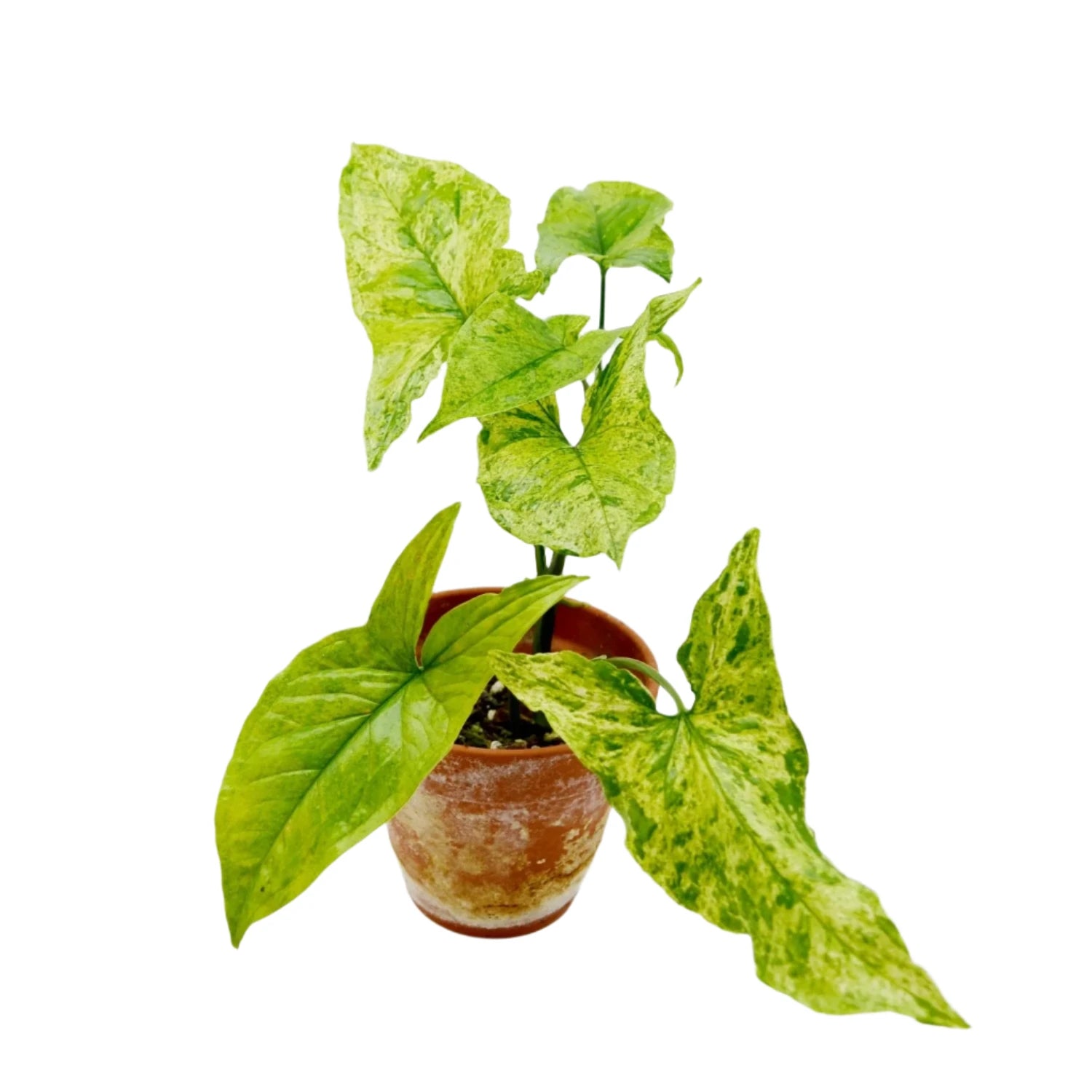 Syngonium Mojito -4''