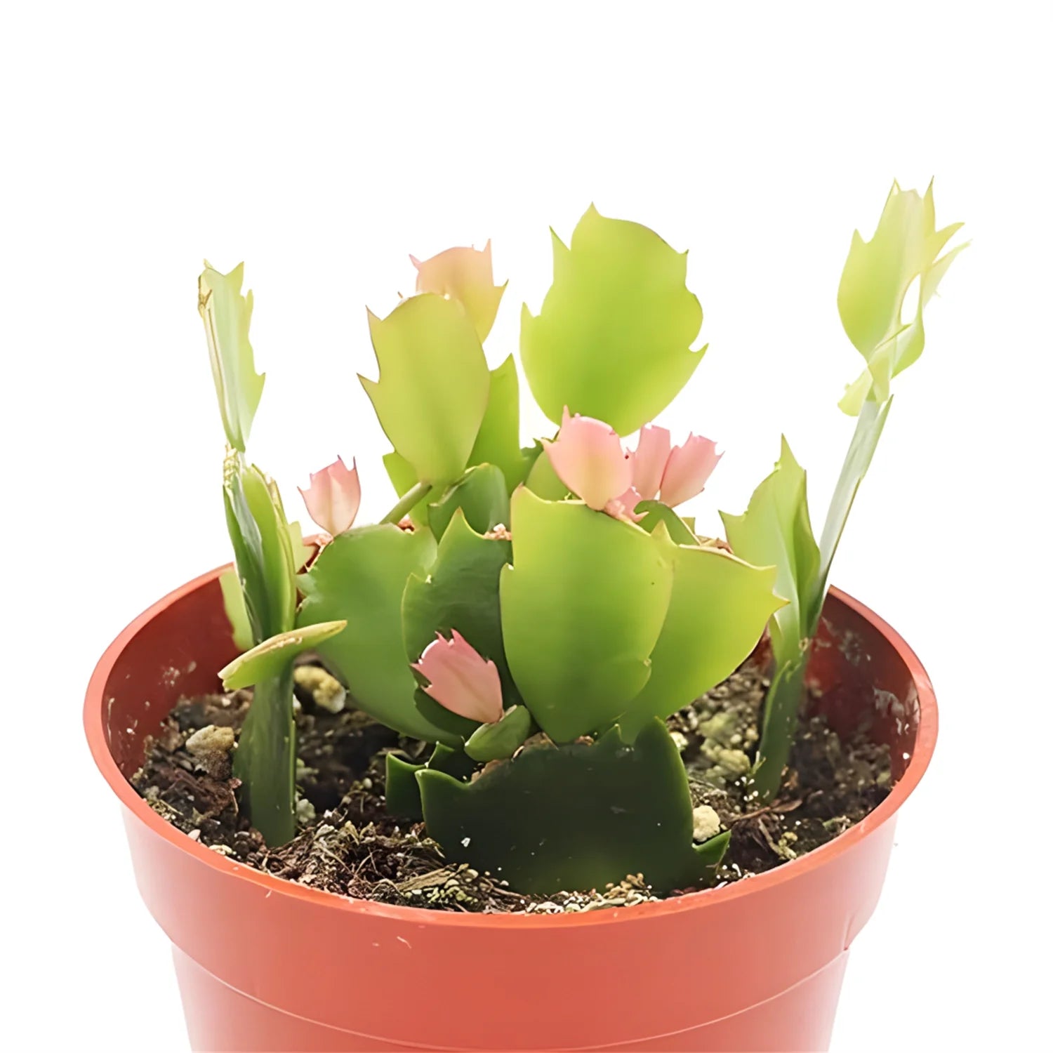 Zygocactus Yellow (Limelight Christmas Cactus) - 4''