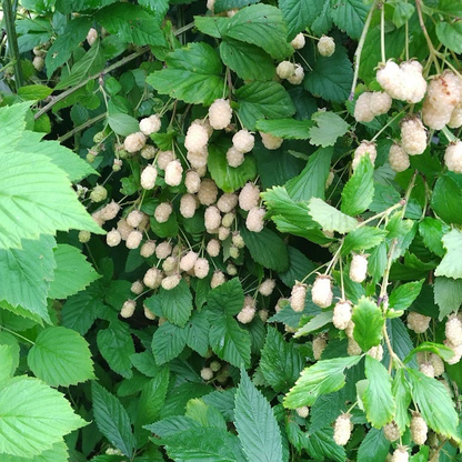 Blackberry And Raspberry Combo - 3 Varieties 6 Plants