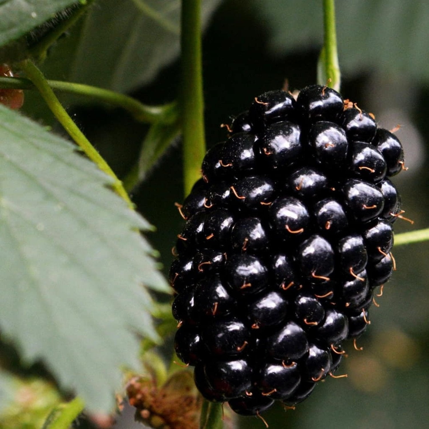 Blackberry - 'Natchez' thornless - Rubus Fruticosus