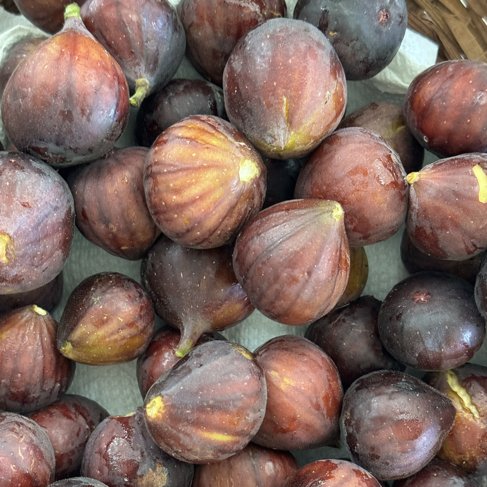 Live Fig Trees Instant Orchard Special! NOW 8 COLD HARDY VARIETIES