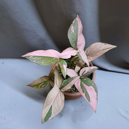 Syngonium Pink Splash -4"