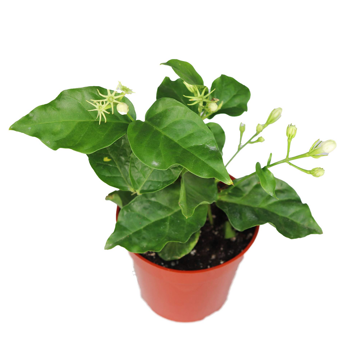 Arabian Jasmine Sambac - 4"