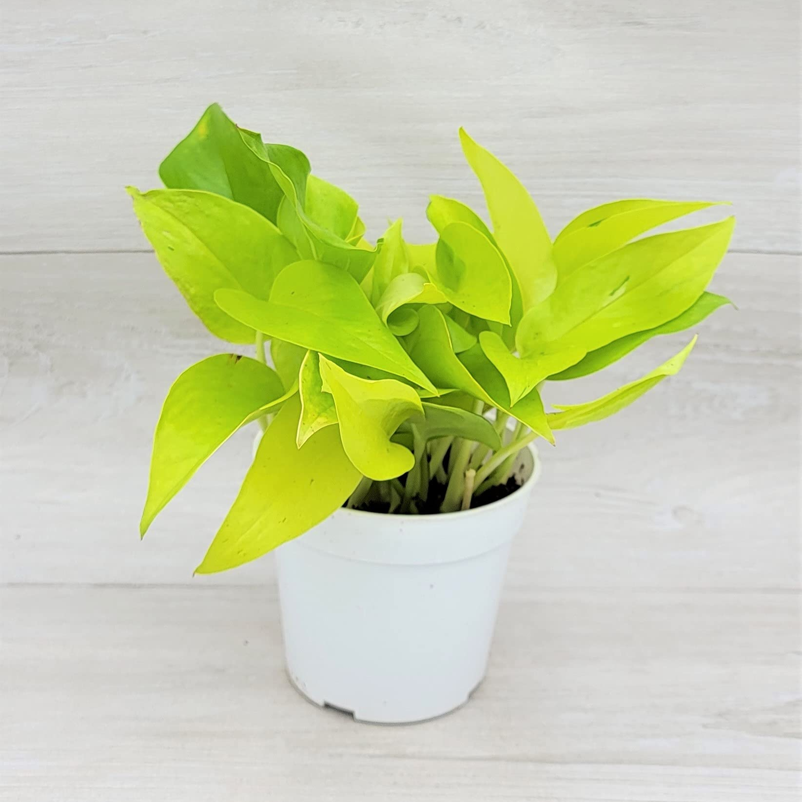 Neon Pothos - 2.5"