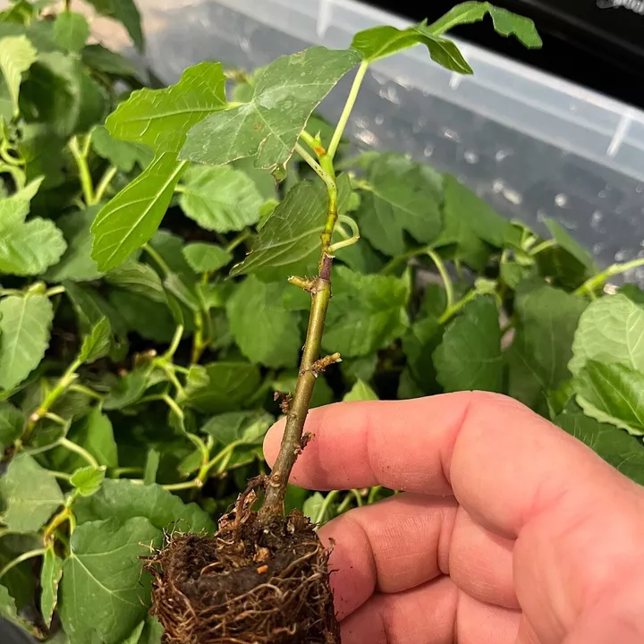 Ficus "Black Mission" Fig Tree Plant Hardy