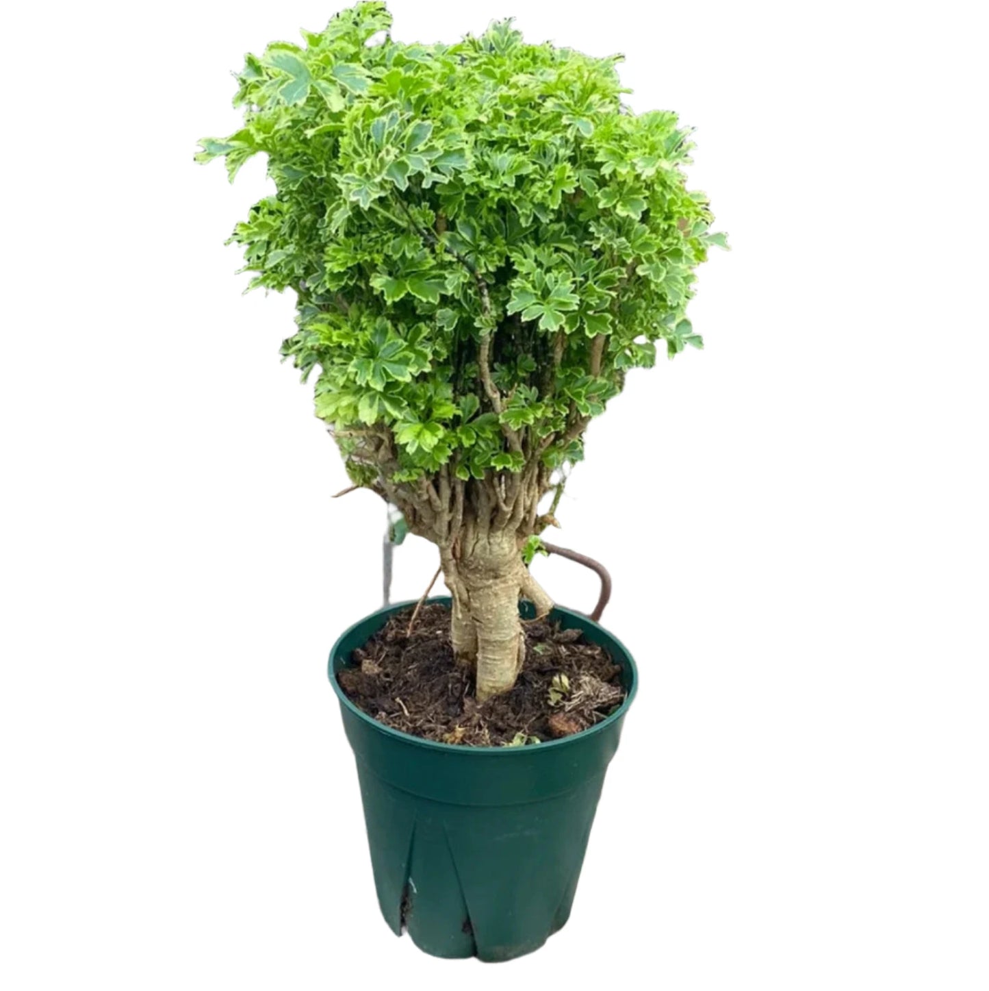 Ming Aralia - 6''