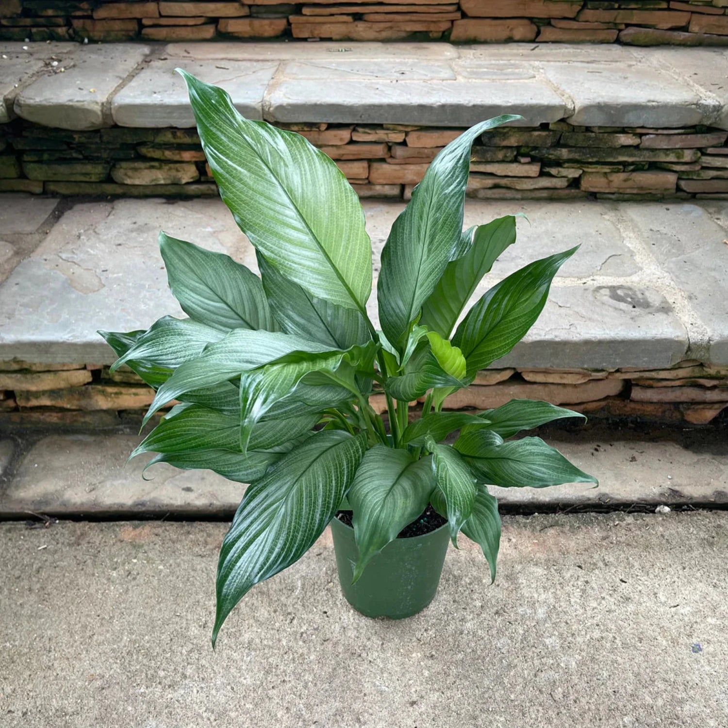 Platinum Mist Peace Lily - 8''