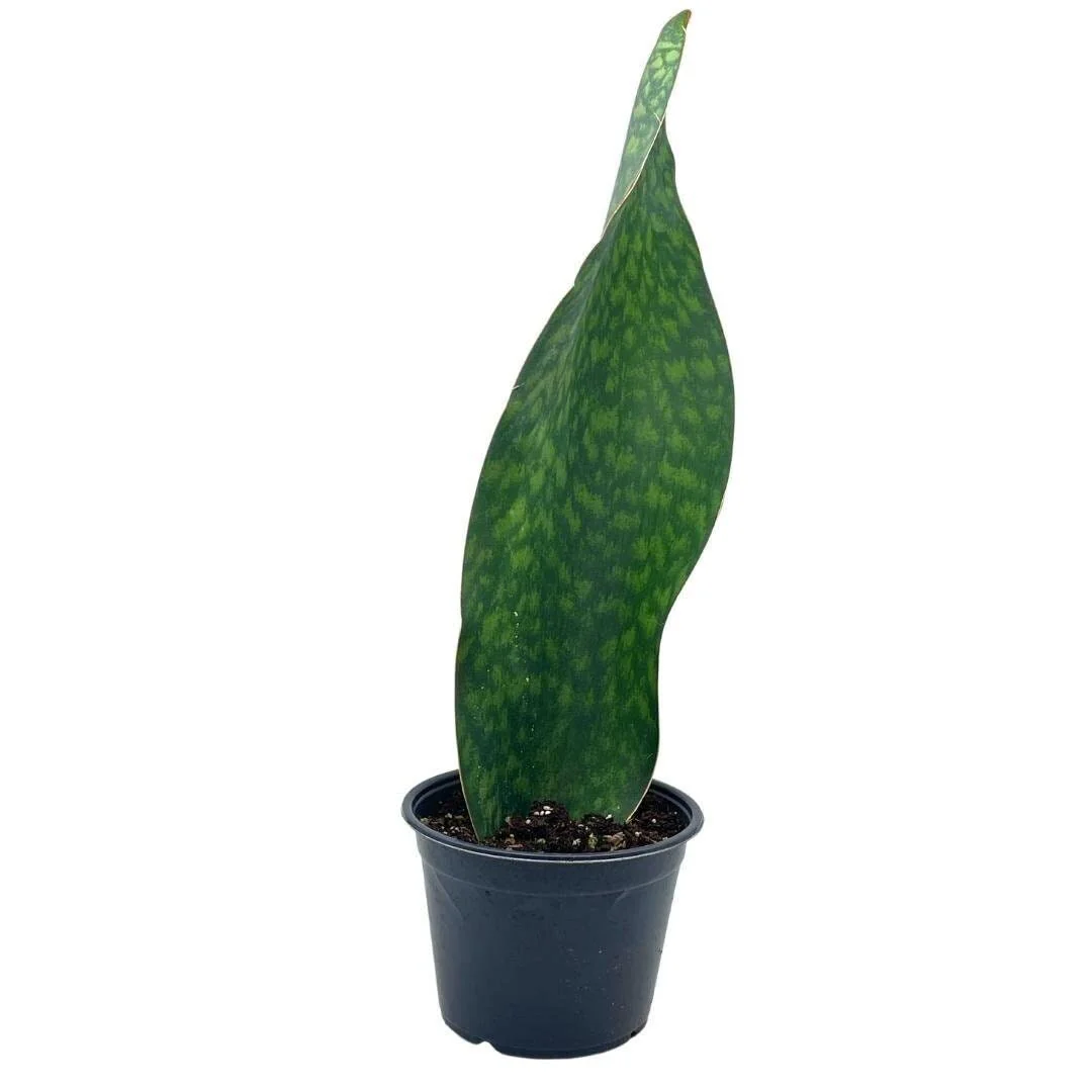 Sansevieria Masoniana (Whale Fin) - 6''