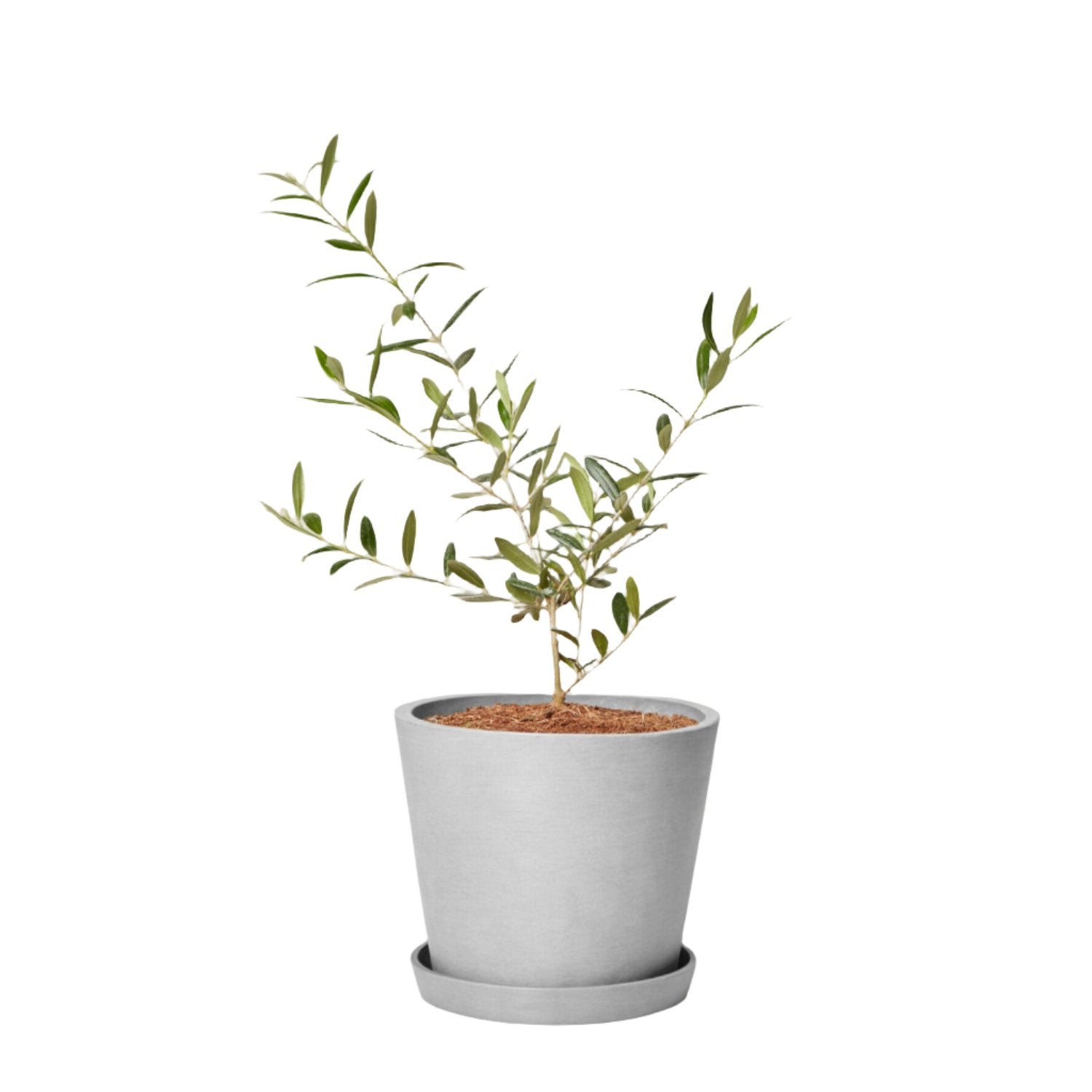 Olive Tree - 'Arbequina' - Olea europaea