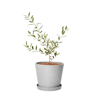 Olive Tree - 'Arbequina' - Olea europaea