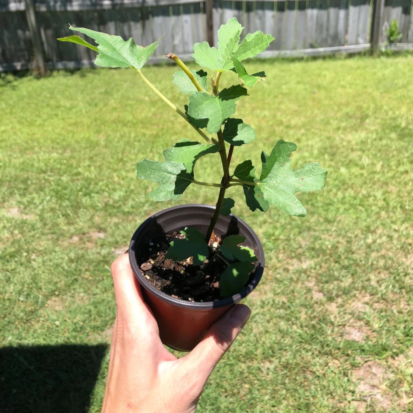 Fig Tree - 'Black Mission' - Fruiting Fig Tree - Ficus Carica