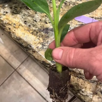 Banana Tree live plants 2 Gros Michel Edible Banana