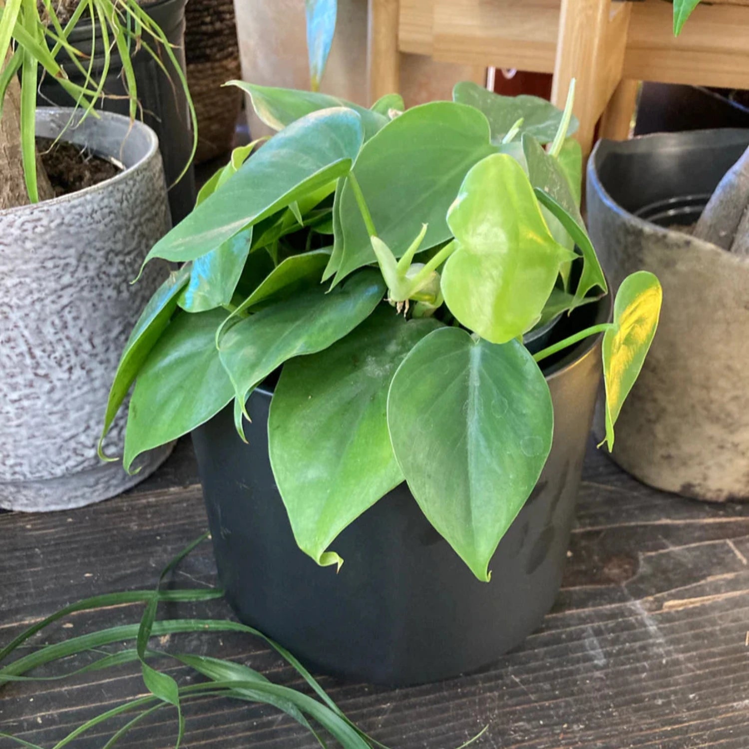 Philodendron Cordatum - 2"