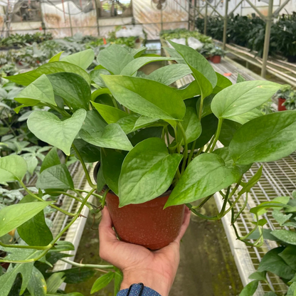 Green Queen Pothos - 6"